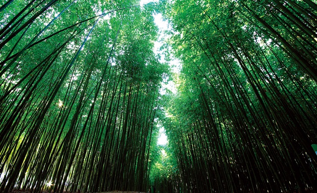 태화강 십리대숲. 대나무가 푸르다