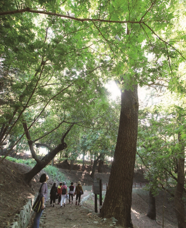 400년 수령의 곰솔나무. 숲속 산책로 따라 오래된 곰솔나무와 편백나무, 삼나무 등을 만날 수 있다. 사진 C영상미디어