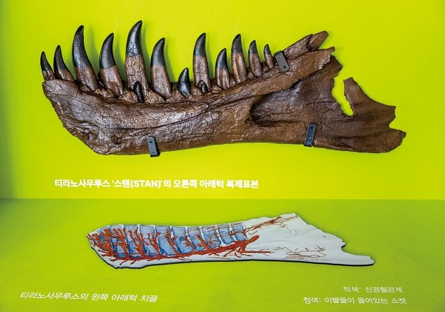 '세계 최대 티라노사우루스'전에는 티라노사우루스에 대한 최신 연구 내용이 소개된다. 사진은 티라노사우루스의 하악골. 사진 C영상미디어