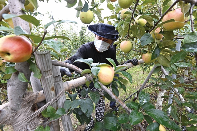 경기 수원시 한 과수공원에서 관계자들이 사과나무에 세워진 지주대 결박상태를 점검하고 있다. 사진 뉴시스