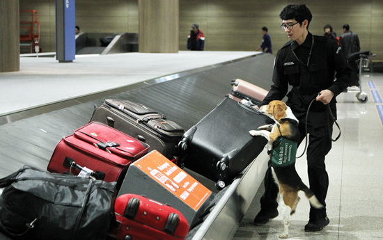 인천공항에서 위험노선에 투입된 검역탐지견이 여행객 수하물을 검사하고 있다.  