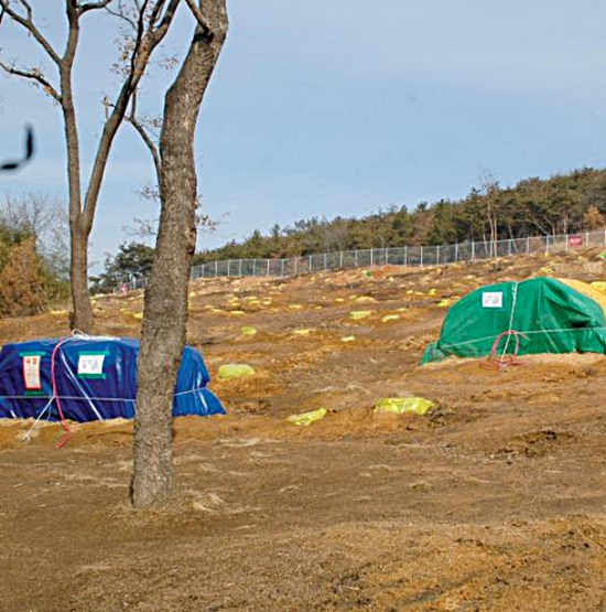 재선충병으로 고사된 나무를 훈증하고 있다(출처=산림청)