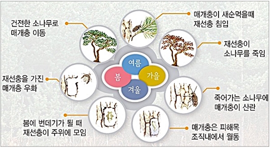 재선충이 나무를 죽게하는 과정(출처=산림청)