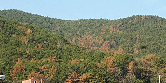 소나무재선충병이 발생된 지역모습(출처=산림청)