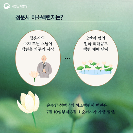 문학 속에 핀 백련 청초함을 만끽하다