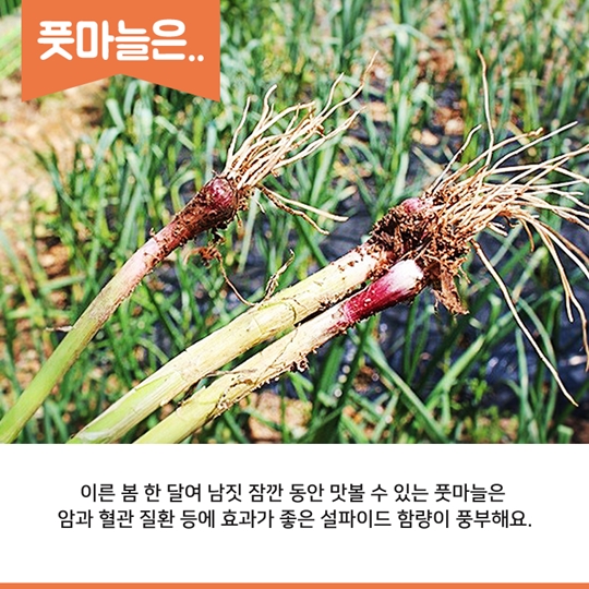 이달의 식재료! 풋마늘