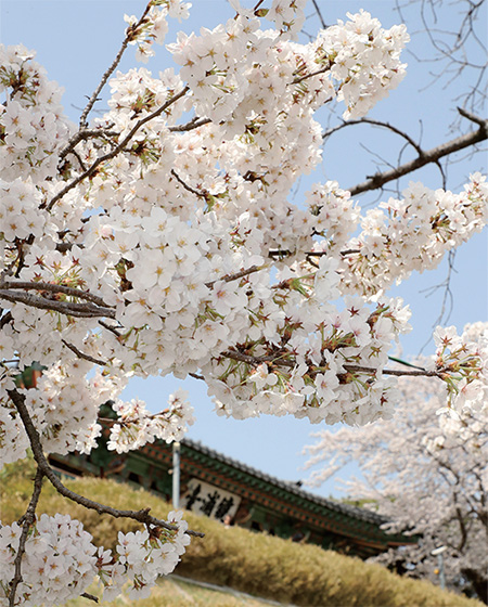 개나리와 벚꽃이 함께 핀 강릉 오죽헌.(사진=저작권자(c) 연합뉴스, 무단 전재-재배포 금지)