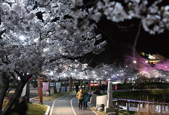 어둠이 내린 경포호에서 본 벚꽃.(사진=저작권자(c) 연합뉴스, 무단 전재-재배포 금지)