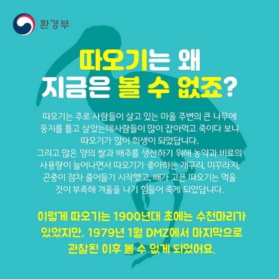 따옥따옥 따오기 어디에 숨었나?