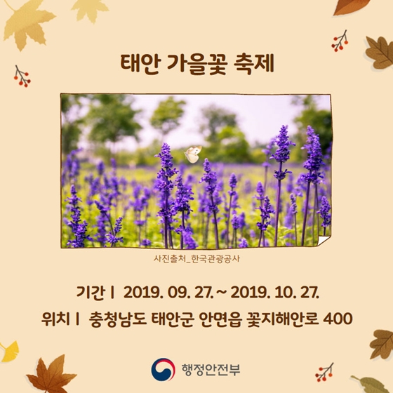 가을을 물씬 느낄 수 있는 가을꽃 축제