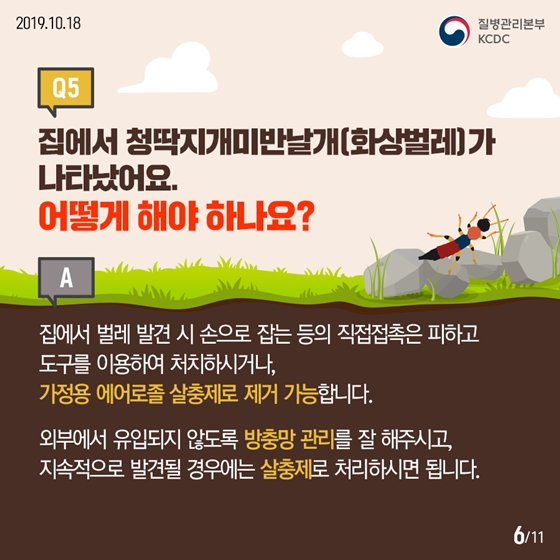 청딱지개미반날개가 궁금해요!