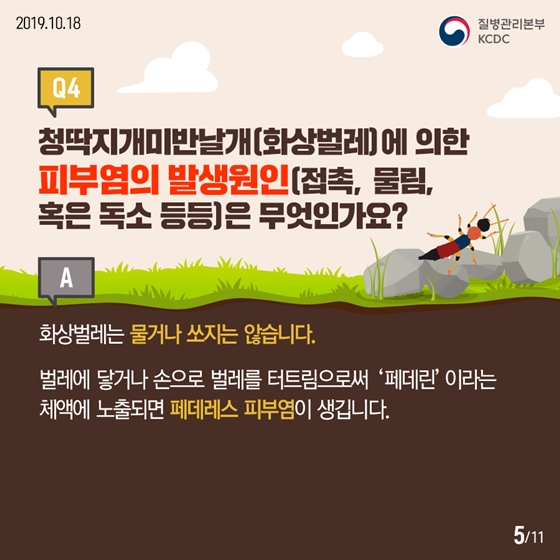 청딱지개미반날개가 궁금해요!