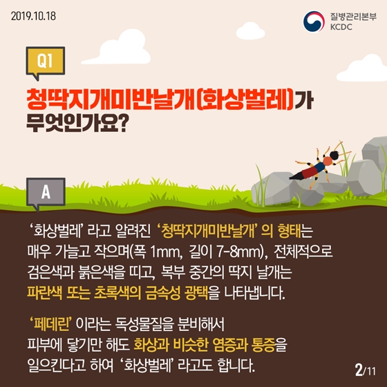 청딱지개미반날개가 궁금해요!