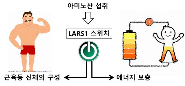 LARS1 효소의 역할