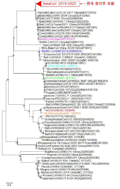 신종 코로나바이러스 한국 분리주 유전자 계통 분석
