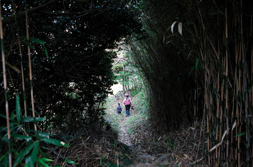 여천마을 부근의 내리막길에서 만나는 대나무 숲길.