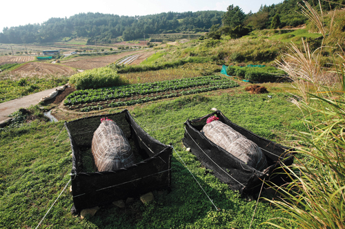 섬사람들의 독특한 장례 풍속을 보여주는 청산도의 초분.