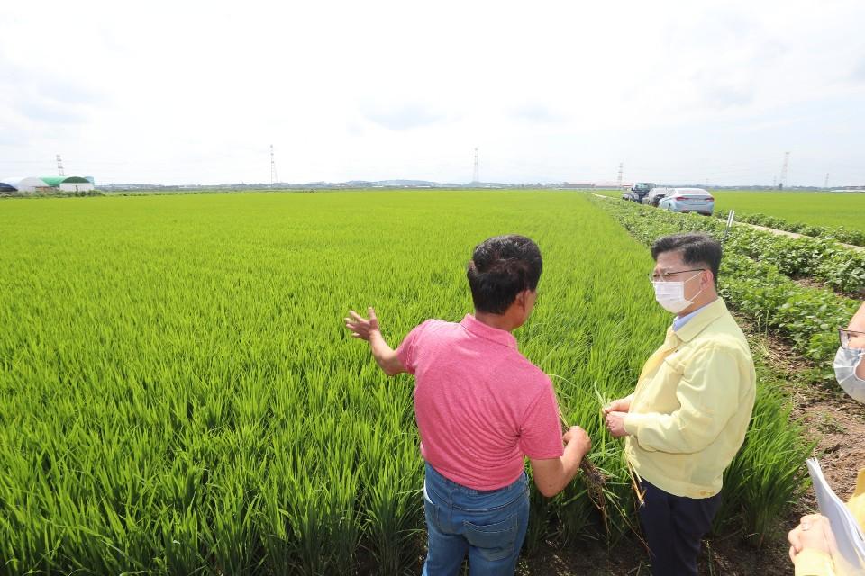 <p>김현수 농림축산식품부 장관은 8.13일(목) 오후 충남 아산 소재 가을배추 육묘장을 방문&middot;격려하고 인근 벼 병해충 방제 현장을 점검하고 있다.&nbsp;</p>