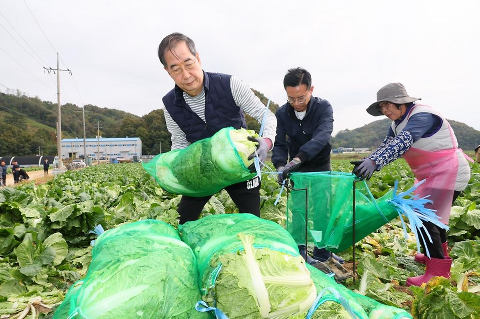 한덕수 국무총리가 27일 충남 아산시 배방읍의 한 배추밭을 찾아 배추 수확을 하고 농민들과 간담회를 하고 있다.