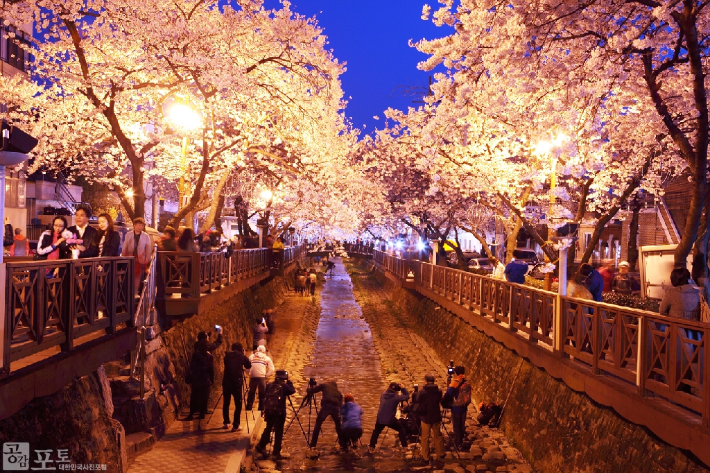 여좌천 벚꽃은 아름다운 야경으로 유명한 곳이다. 수많은 사진가들이 모여 절경을 사진에 담고 있다. 