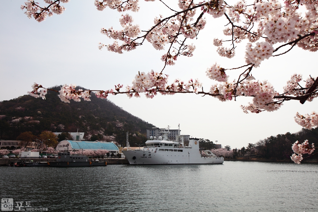 벚꽃이 만개하는 진해군항제 기간동안 해군사관학교는 일반인들에게 문을 활짝 열어 봄을 선물한다. 