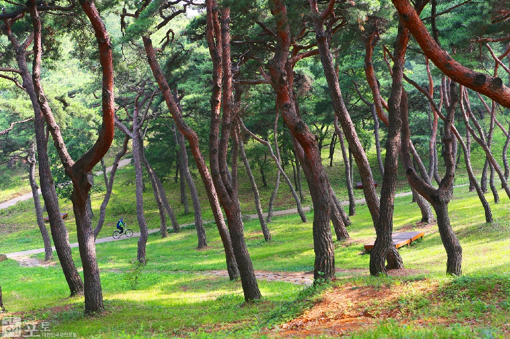 해미읍성의 북동부 구릉 정상부에는 조선 시대 병마절도사 조숙기가 세운 누정인 청허정과 소나무숲이 어우러져 있어 관광객들에게 시원한 산책로가 되어주고 있다.	
