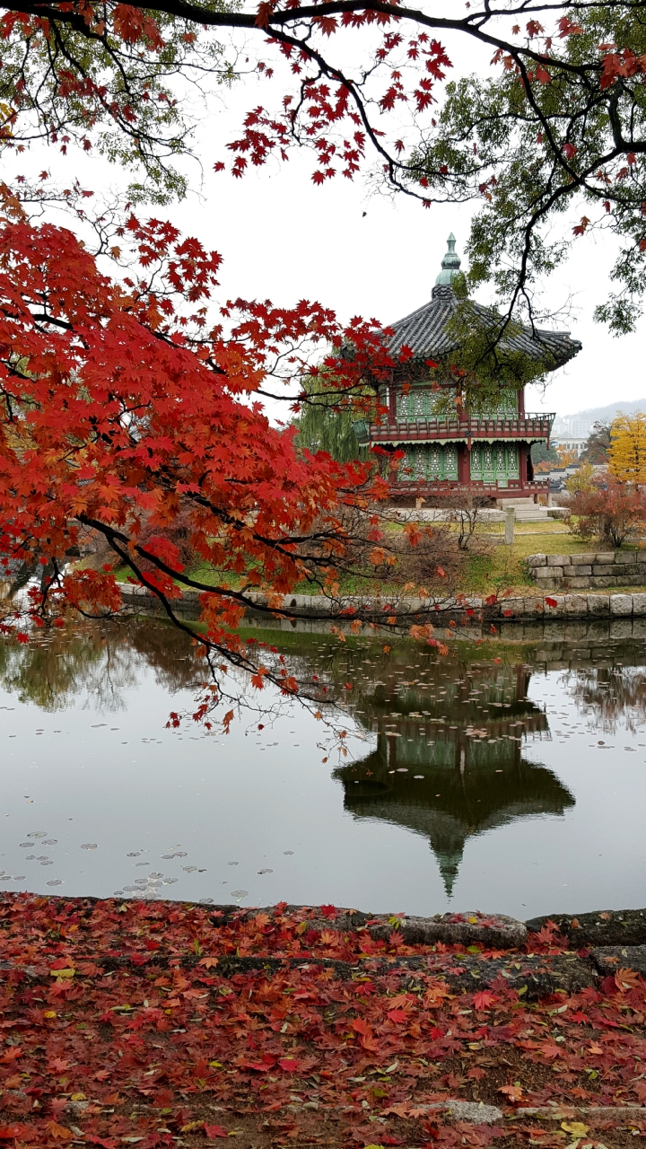 경복궁의 단풍