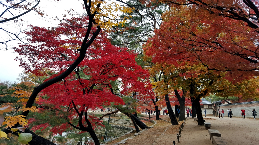 경복궁의 단풍