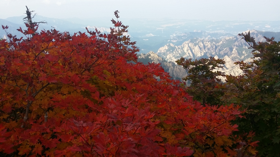 올해 설악산(1,708m)의 첫 단풍이 오늘(9월 22일)시작되었습니다. 이는 작년보다 4일 빠르고, 평년보다는 5일 빠른 수준이며,설악산 단풍이 평년보다 빨리 든 이유는 큰 일교차와 많은 일조시간 때문인 것으로 분석됩니다.