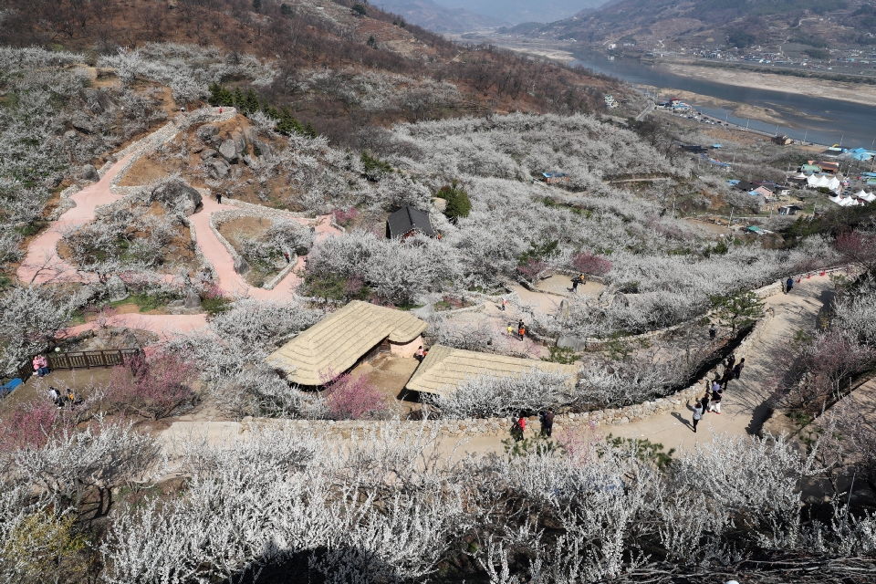 광양에 만발한 매화꽃