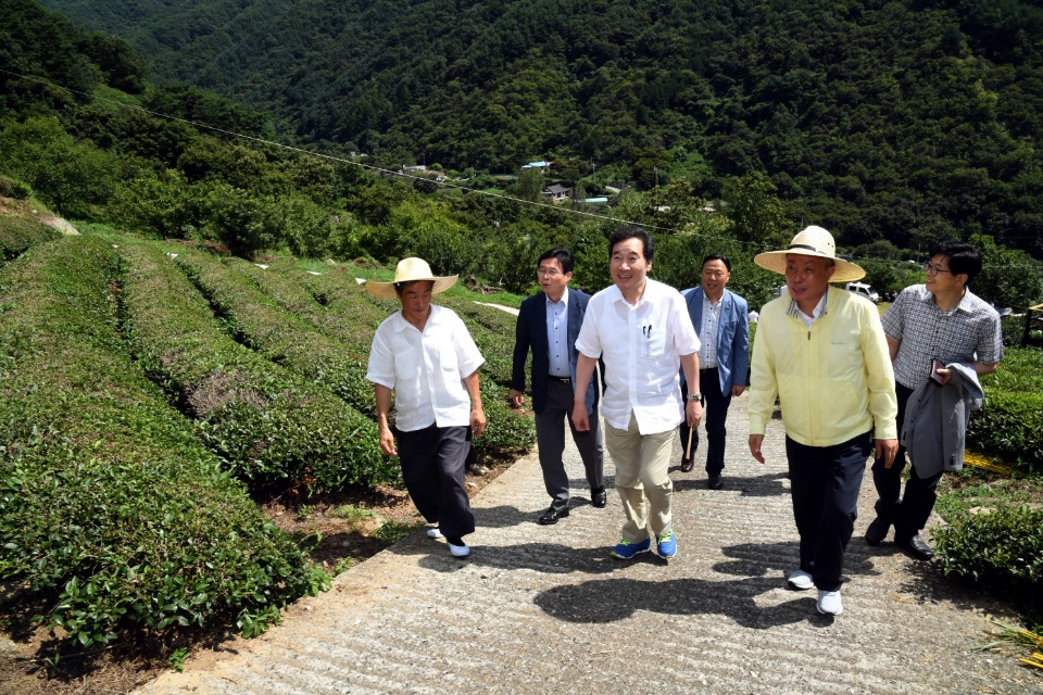 하계휴가 중인 이낙연 국무총리가 13일 경남 하동 도심다원을 방문해 다원을 둘러보고 있다.