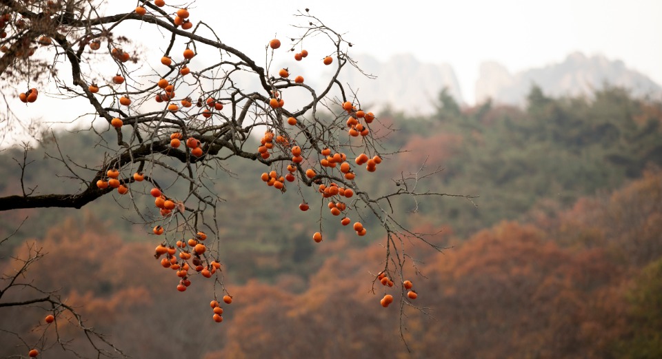 만추의 내장산