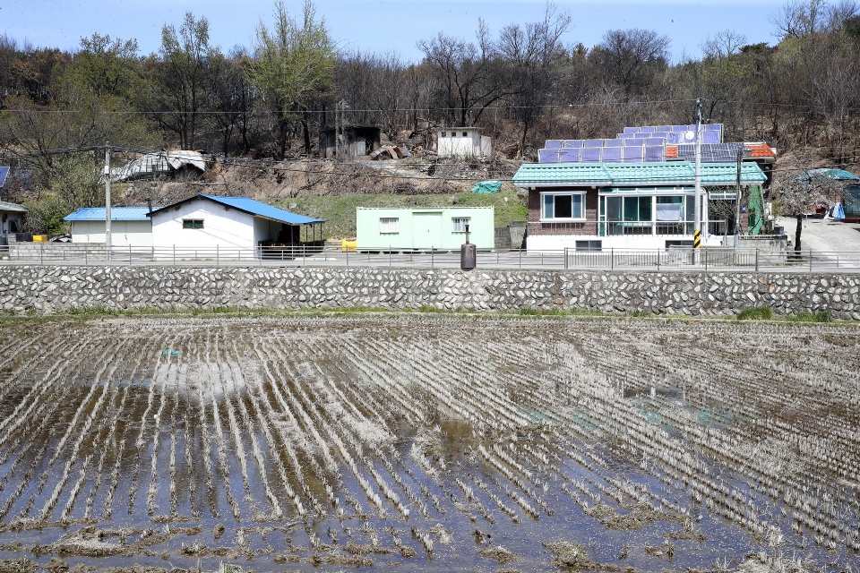 동해안 일대의 산불 피해에 대한 정부의 지원 대책이 마련되고 있는 가운데 16일부터 농촌진흥청 농업 전문가 등 직원 40여명이 피해 복구와 영농 준비를 위한 현장 지원에 나선다. 이날 김경규 청장은 이번 산불로 큰 피해를 본 속초시 장천마을을 찾아 주민들을 위로하고, 긴급 복구와 지속적인 영농 지원을 약속했다. 
<br/><br/>
먼저, 산불 피해로 영농 준비를 하지 못한 주민들을 위한 긴급 지원(1차)으로 벼 재배농가의 못자리 준비와 과수·밭작물 재배농가의 피해 복구에 일손을 보탠다. 일손 돕기에 나선 농촌진흥청 직원들은 벼 육묘를 위한 5,000개의 모판 작업을 돕고, 농업 전문가들은 사과·배 과수원과 마늘·감자 등 밭작물 재배지를 찾아 회복을 위한 기술 지원을 한다. 주요 작물의 종자와 안정적인 영농에 필요한 생육 보호제, 농업용 비닐 등 각종 농자재도 피해지역 시·군 농업기술센터를 통해 제공한다. 본격적인 영농철에 들어서는 이달 하순께는 전국의 농촌진흥기관과 합동으로 추가 지원(2차)도 나설 계획이다. 농촌진흥청이 보유한 농기계와 중장비, 전문 인력을 동원해 농경지 정리와 모내기 등 피해지역 농가를 지원할 계획이다. 
<br/><br/>
또한, 피해 지역의 주민들을 위한 농기계 수리와 폐농기계 수거 등도 지원할 예정이다. 김경규 농촌진흥청장은 