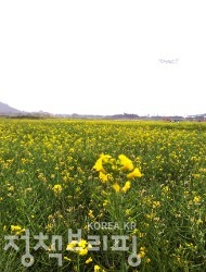 유채꽃으로 수놓은 인천공항 하늘정원 사진 2