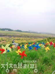 유채꽃으로 수놓은 인천공항 하늘정원 사진 12