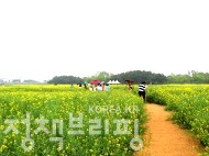 유채꽃으로 수놓은 인천공항 하늘정원 사진 13