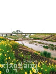 유채꽃으로 수놓은 인천공항 하늘정원 사진 7