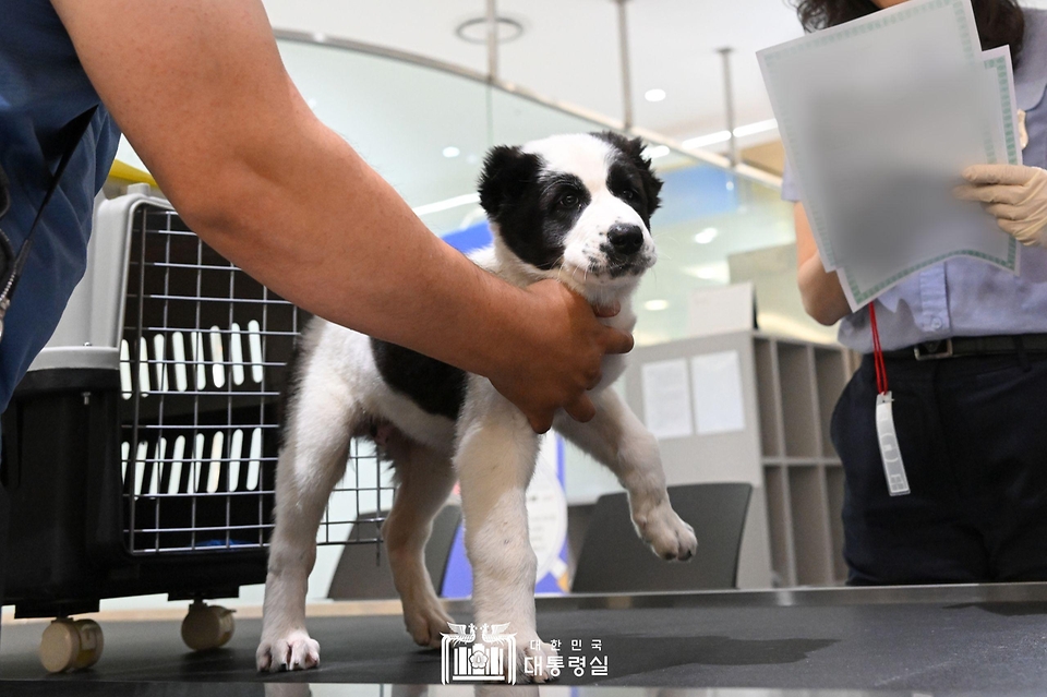 투르크메니스탄 국견(國犬) 알라바이가 18일 인천국제공항에 도착해 검역 절차를 밟고 있다.