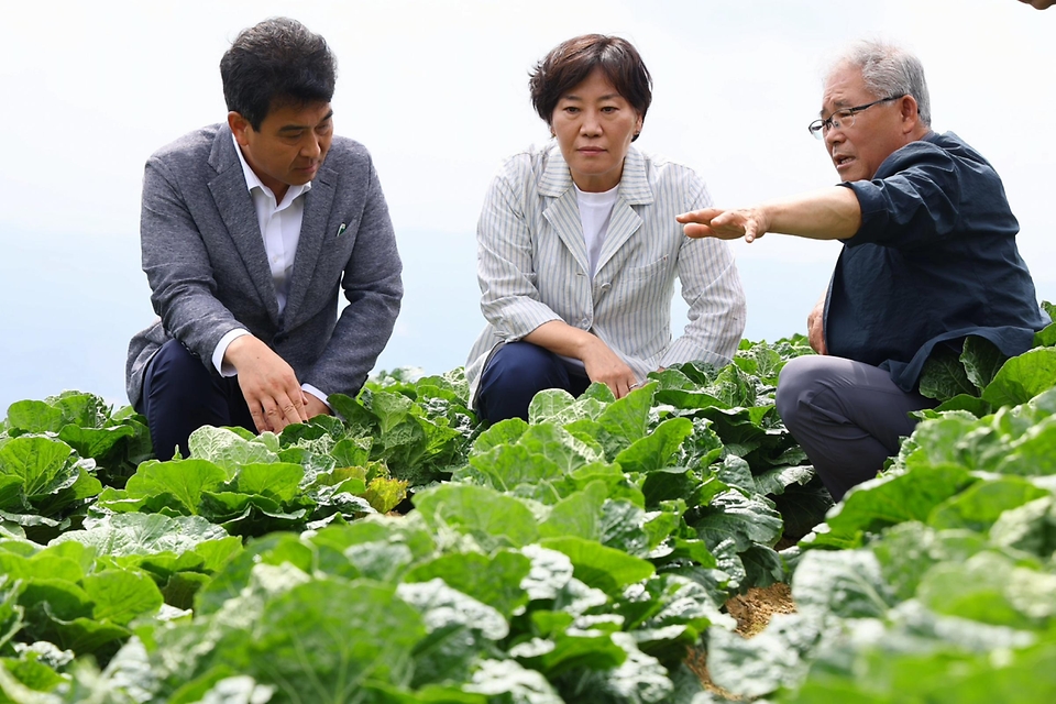 송미령 농림축산식품부 장관이 8일 강원 강릉시 왕산면 일원(일명 안반데기)에서 배추 생육 상황을 점검하고 있다. 