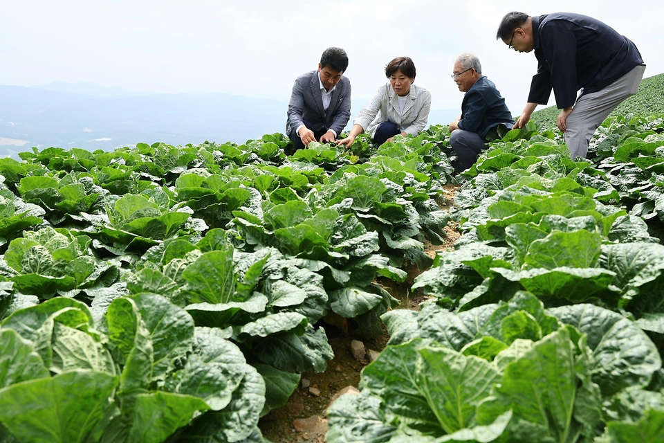 송미령 농림축산식품부 장관이 8일 강원 강릉시 왕산면 일원(일명 안반데기)에서 배추 생육 상황을 점검하고 있다. 