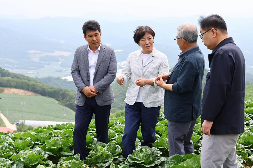 송미령 농림축산식품부 장관이 8일 강원 강릉시 왕산면 일원(일명 안반데기)에서 배추 생육 상황을 점검하고 있다. 