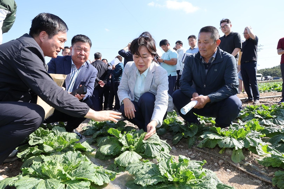 송미령 농림축산식품부 장관은 9월 29일(일) 가을배추 주산지인 전남 해남군 일원의 배추 밭을 찾아 호우 피해상황과 김장배추 작황을 점검하였습니다.