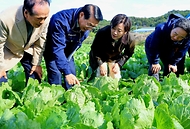 충남 홍성군 김장배추 생육 상황 점검 사진 2