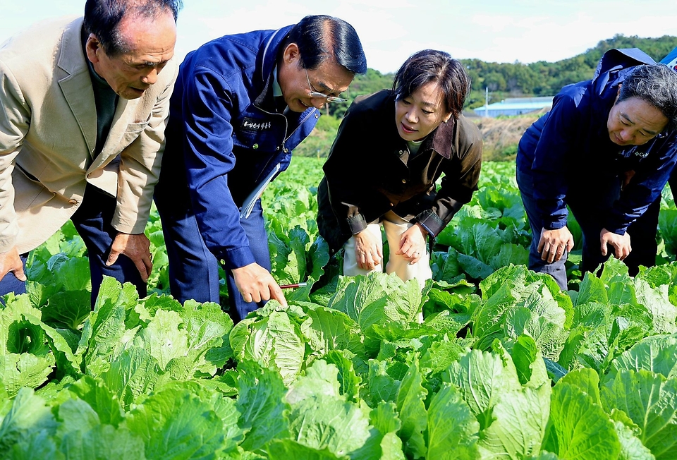 송미령 농림축산식품부 장관은 10월 20일(일) 김장철에 맞춰 11월 상순에 출하할 예정인 충청남도 홍성군 일원의 배추 밭을 찾아 생육 상황을 점검하였고, 휴일임에도 배추 생육관리에 애쓰고 계신 농업인과 현장 관계자들을 격려하였습니다.