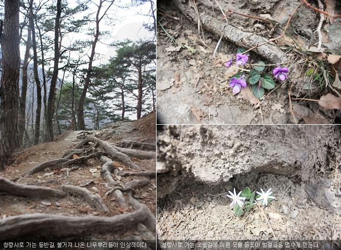 청량사로 가는 등반길. 불거져 나온 나무뿌리들이 인상적이다.청량사로 가는 오솔길에 이름 모를 들꽃이 발걸음을 멈추게 만든다.