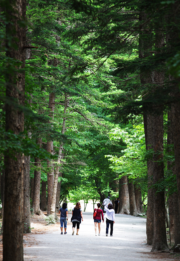 내소사 앞의 키 큰 전나무숲은 남녀노소 누구나 산책할 수 있는 편안한 길이다.