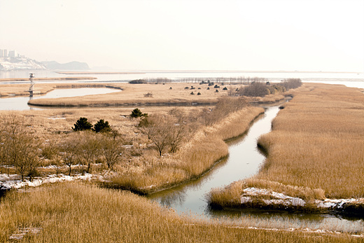 철새의 낙원 을숙도.