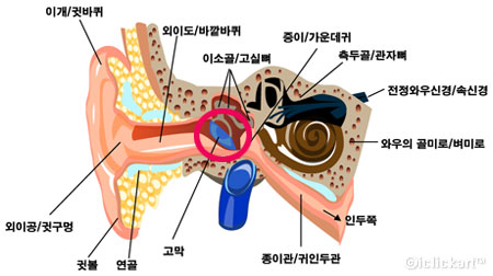 귀의 구조