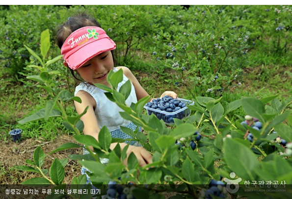 [메릴랜드] 추천 블루베리 농장 Butler's Orchard / 블루베리 농장에 가기 가장 좋은 시기는? 2