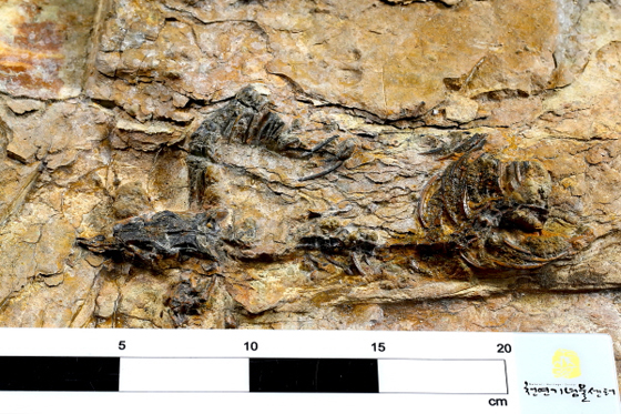 경남 하동에서 발견된 국내 최초 수각류(육식공룡) 골격화석